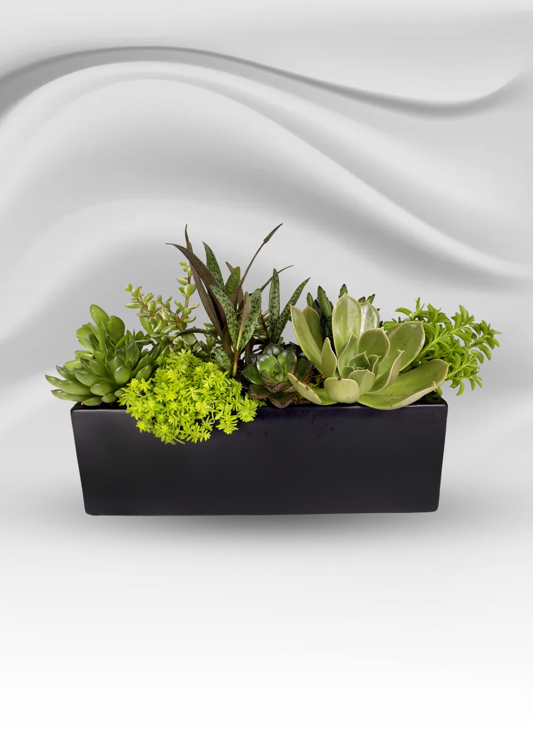 Rectangular Mini Succulent Garden