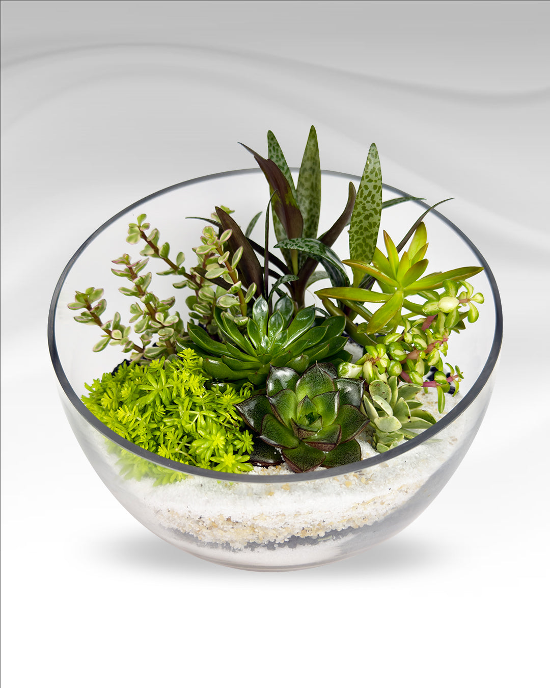 Mini Succulent Garden | Modern Glass Bowl