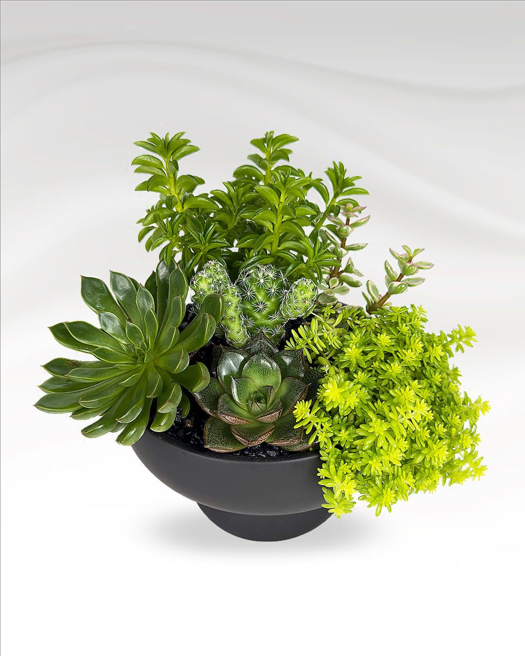 Mini Succulent Garden | Black Ceramic Vase
