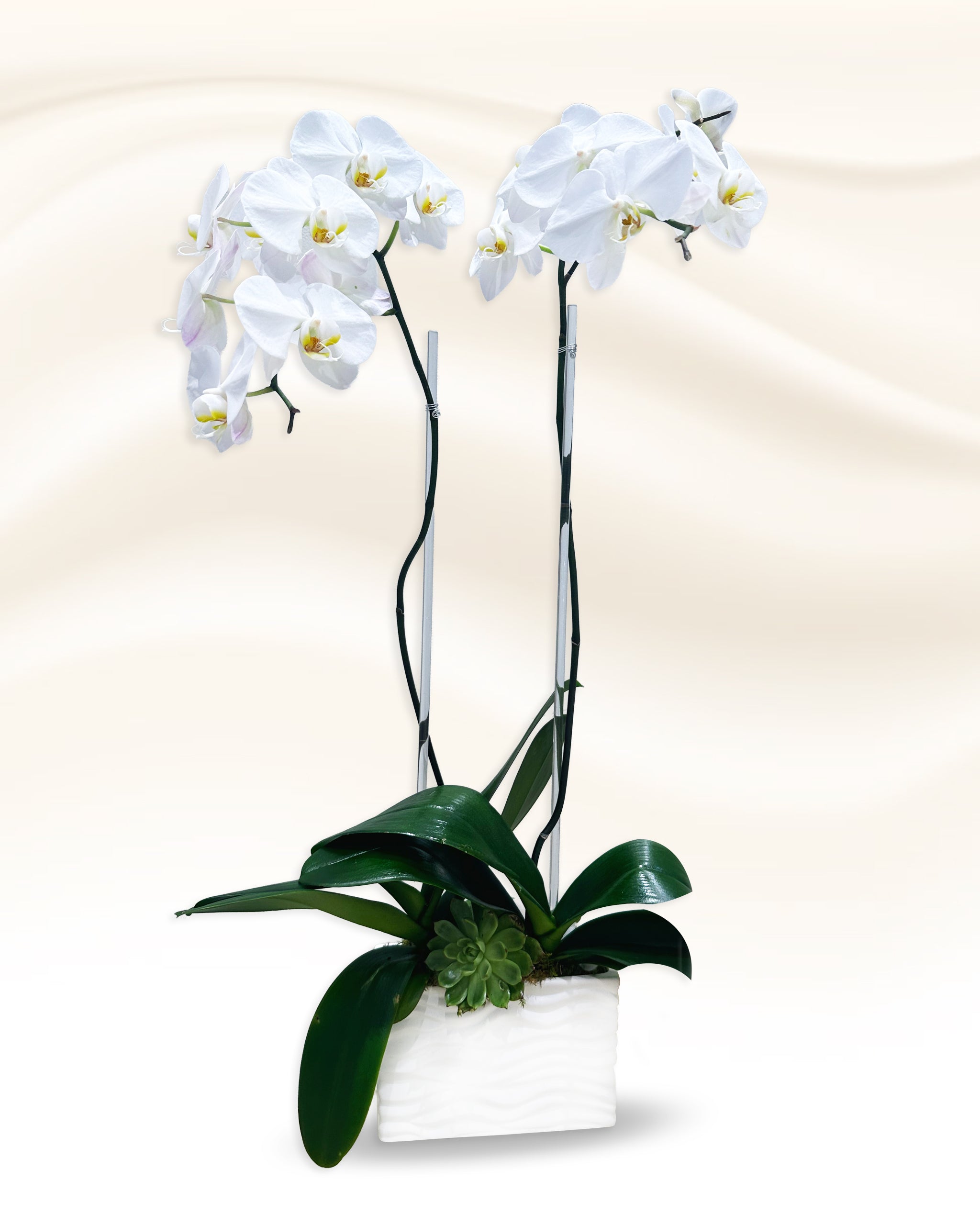 Pair of white Phalaenopsis orchids