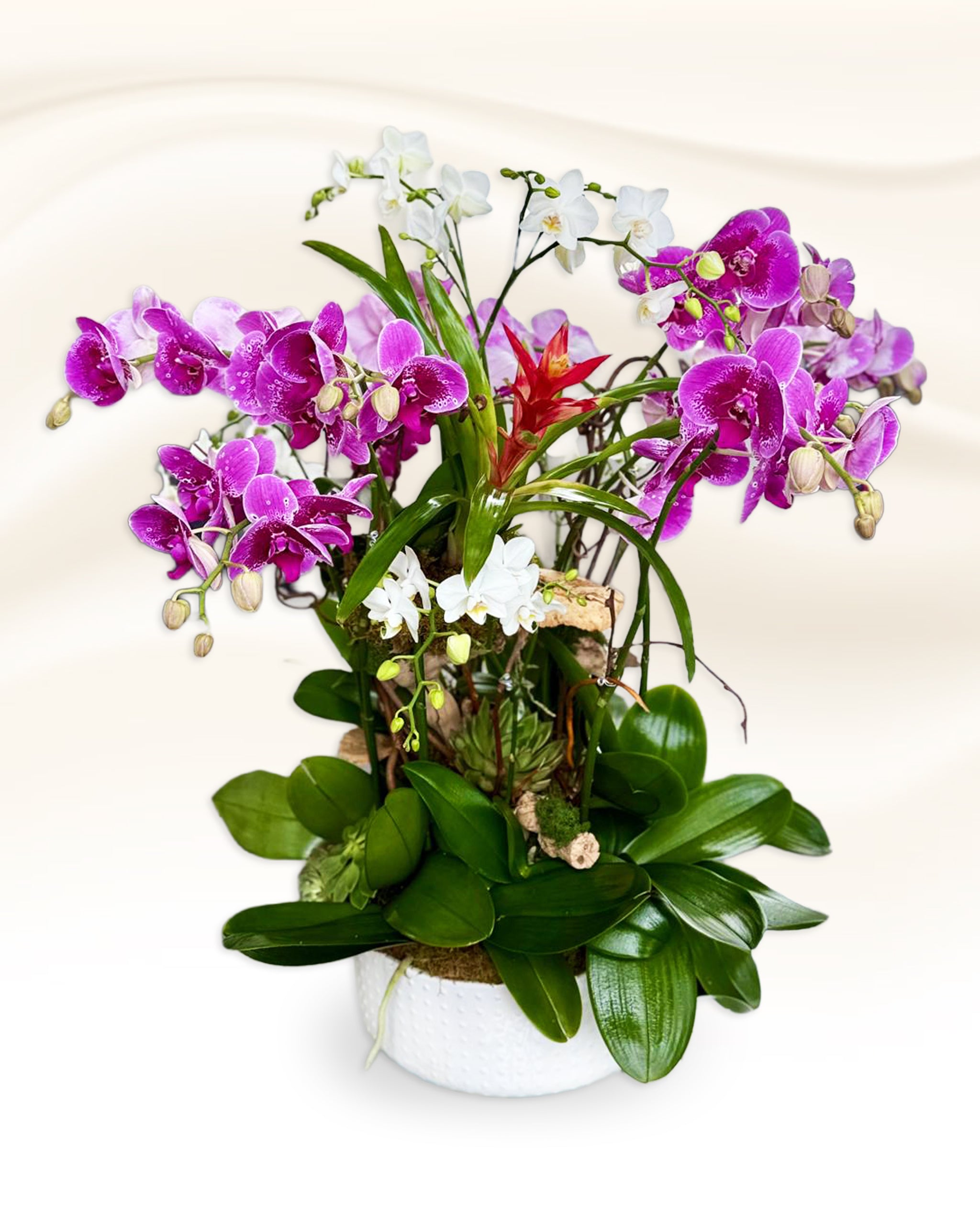 Phalaenopsis and Mini Orchid Floral Bonsai