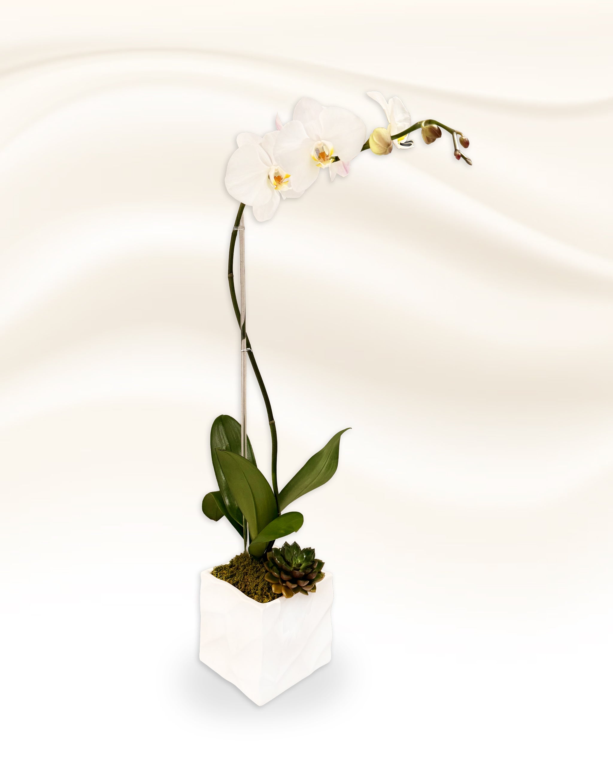 Single Phalaenopsis Orchid in Ceramic Vase