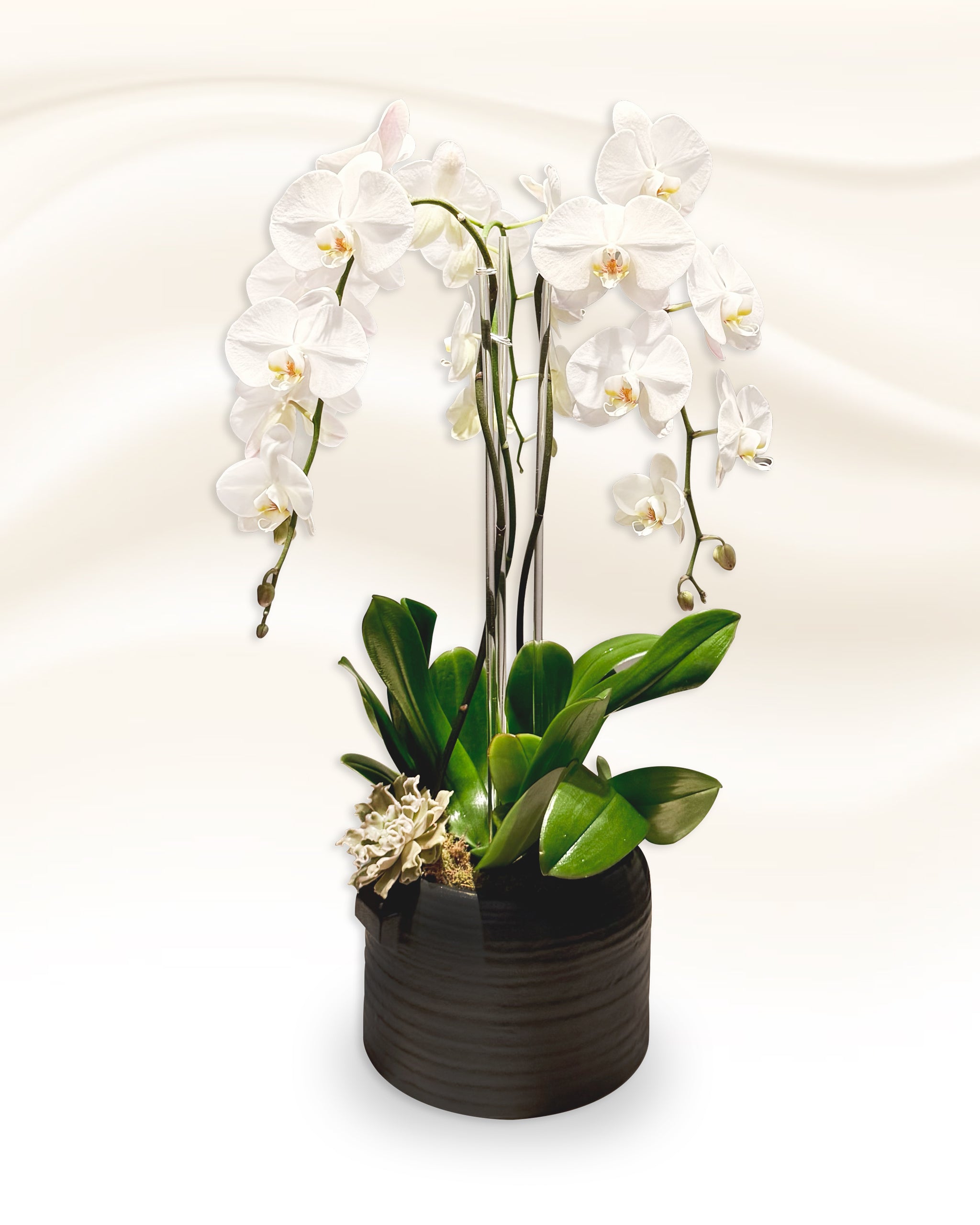 Triple Phalaenopsis Swan Orchid