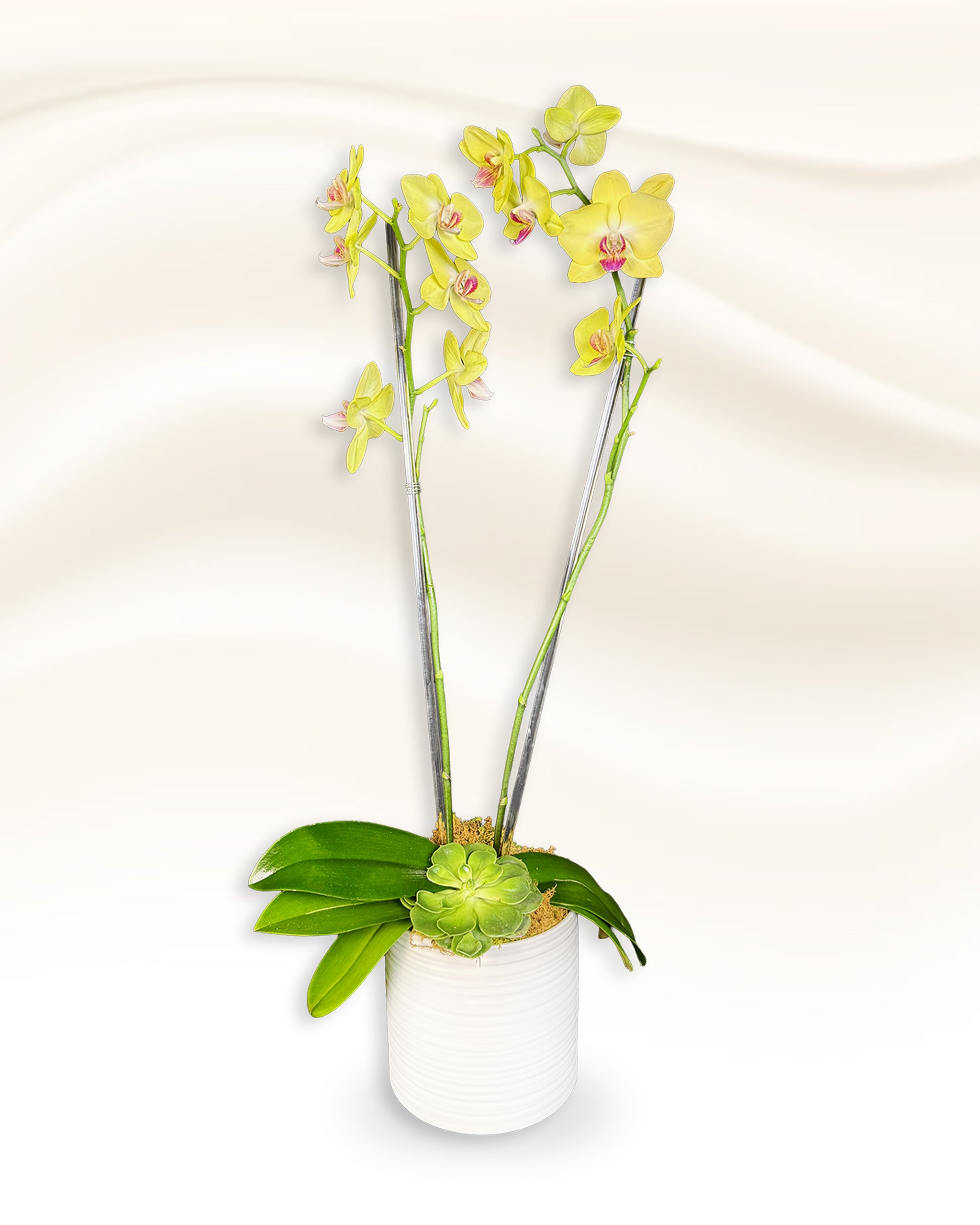 Lemon Drop Orchids