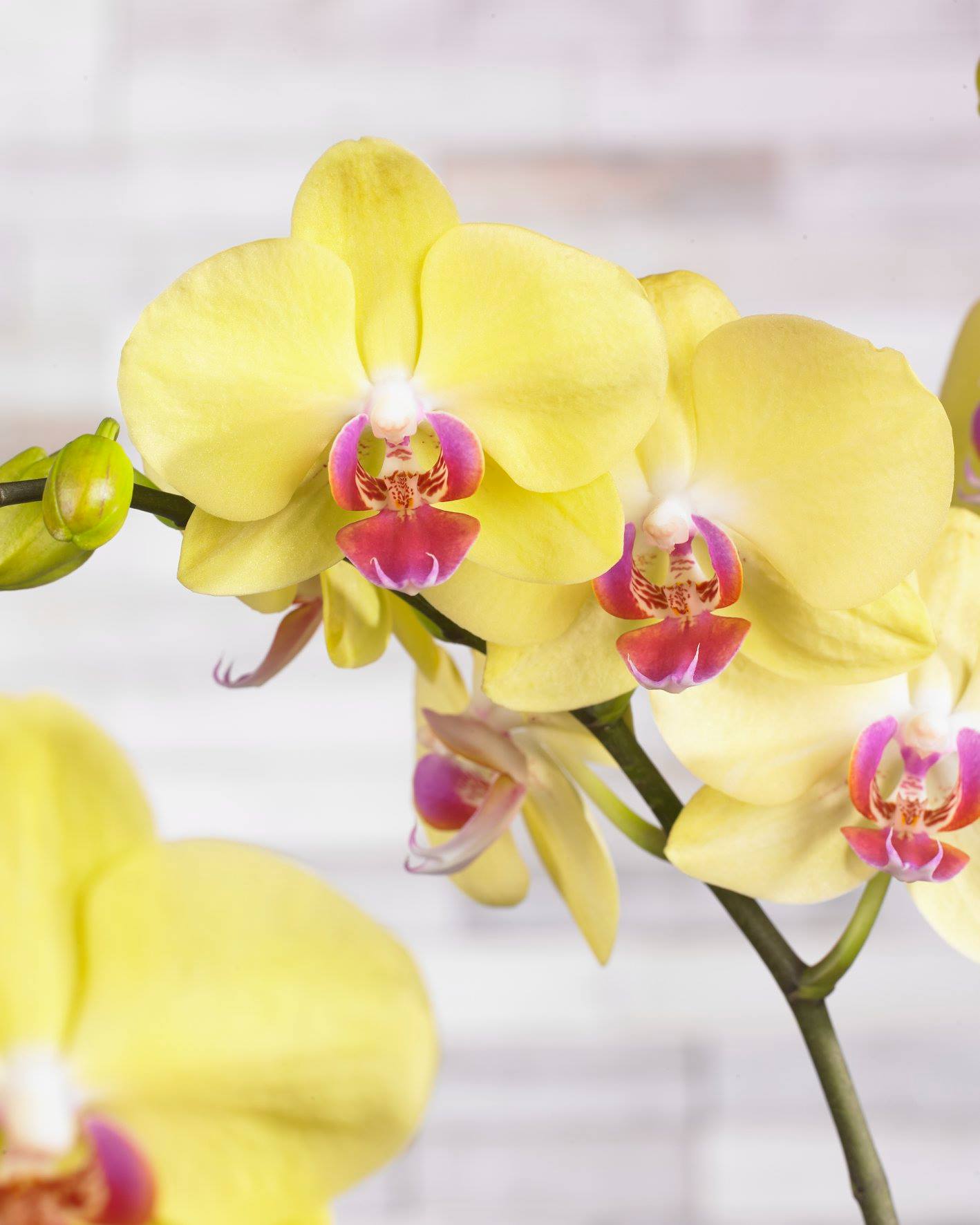 Lemon Drop Orchids