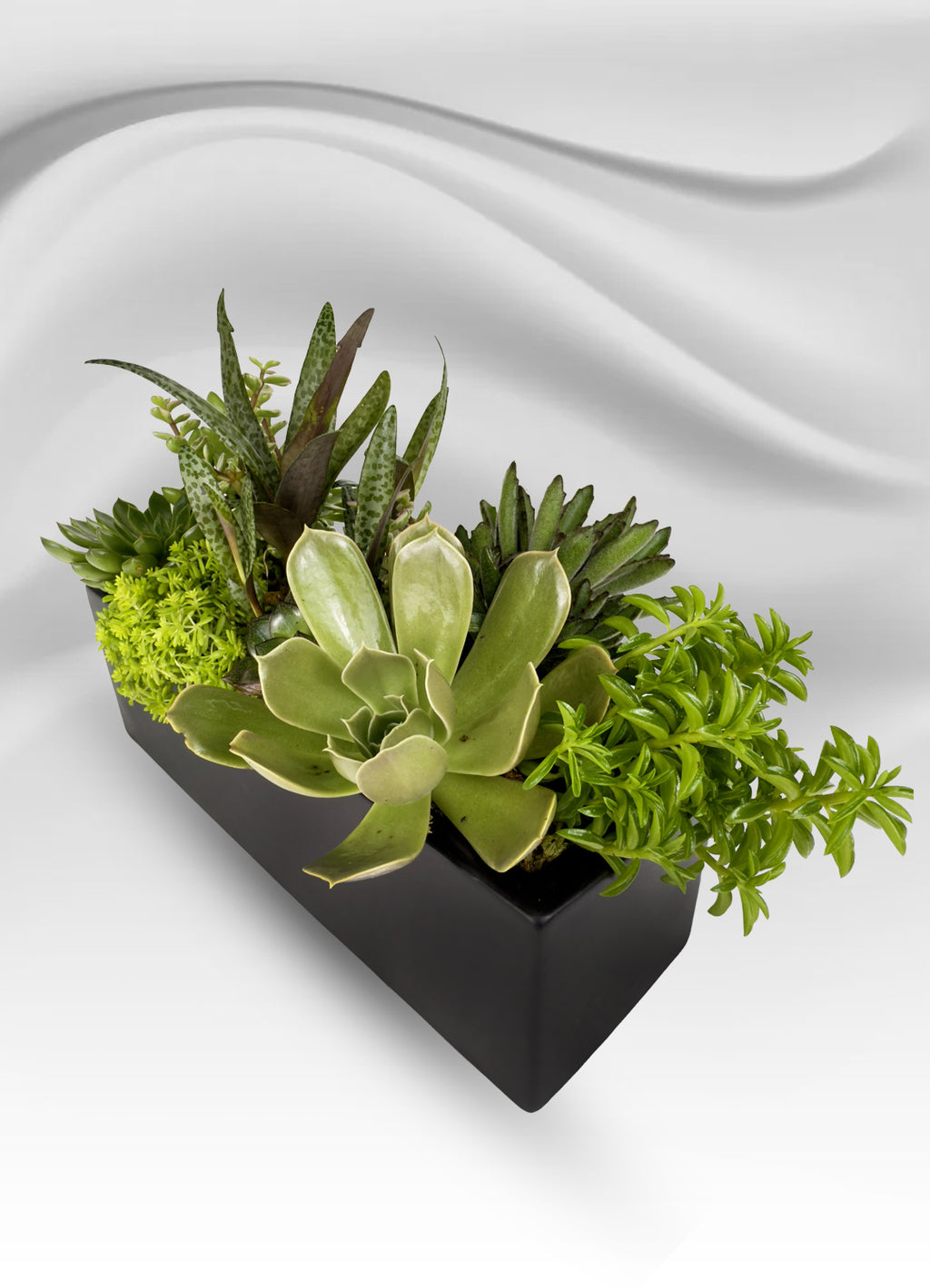 Rectangular Mini Succulent Garden