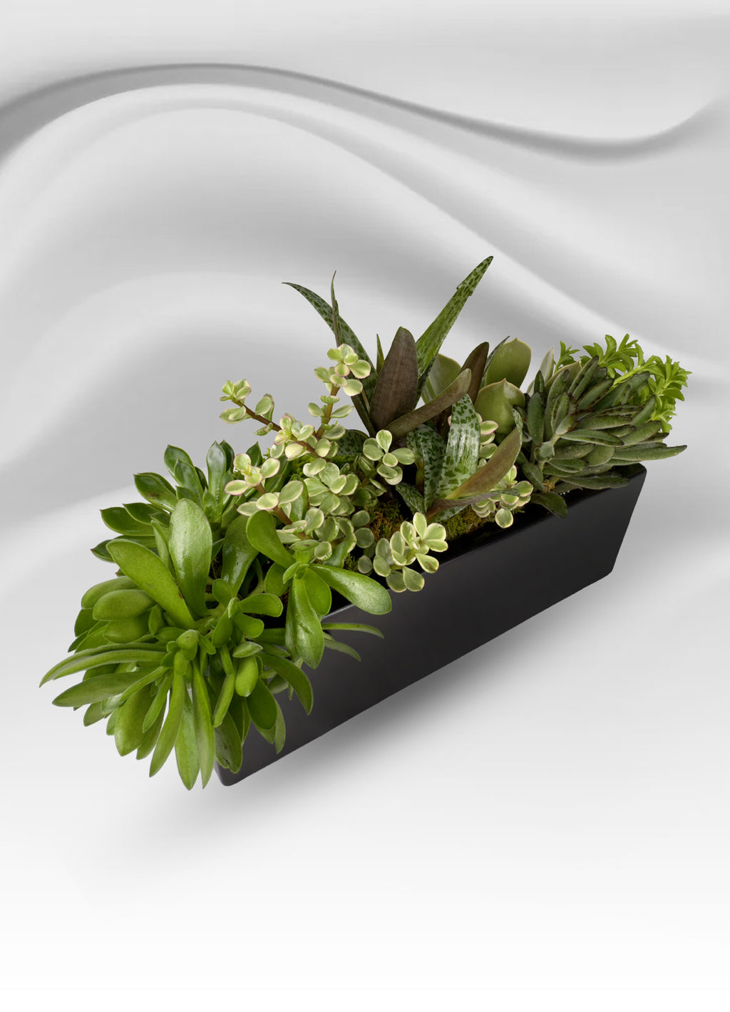 Rectangular Mini Succulent Garden