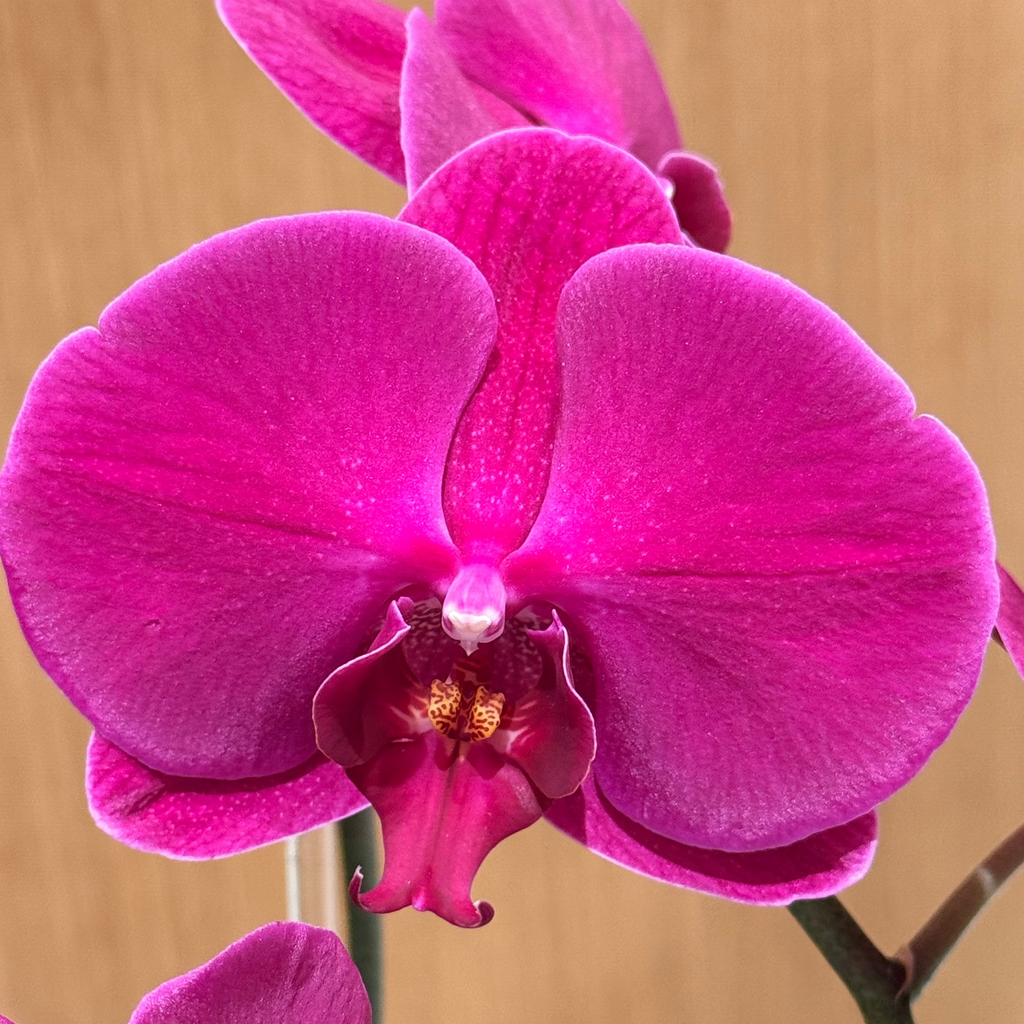 Double Phalaenopsis Orchid Purple Swan