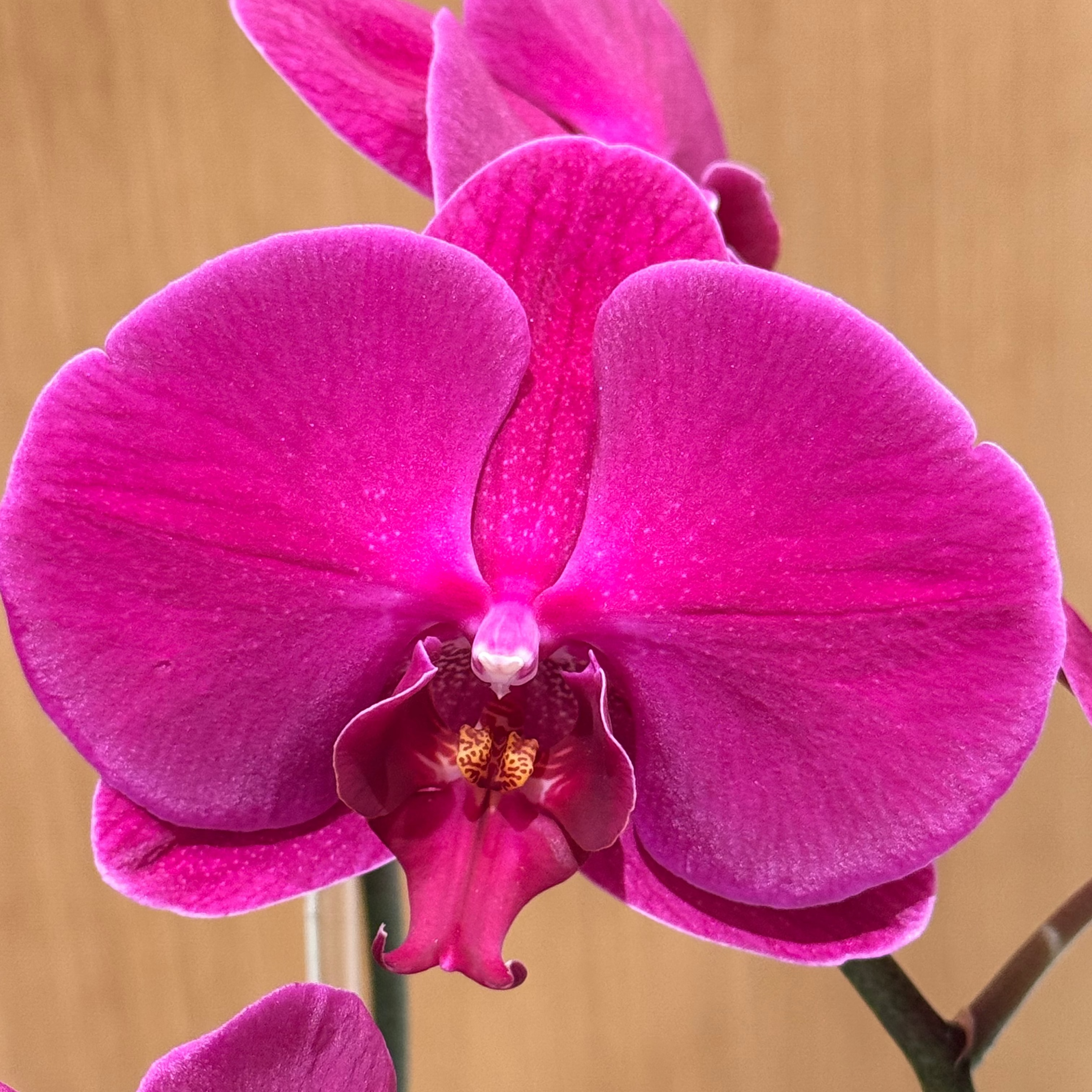 Double Phalaenopsis Orchid Purple Swan