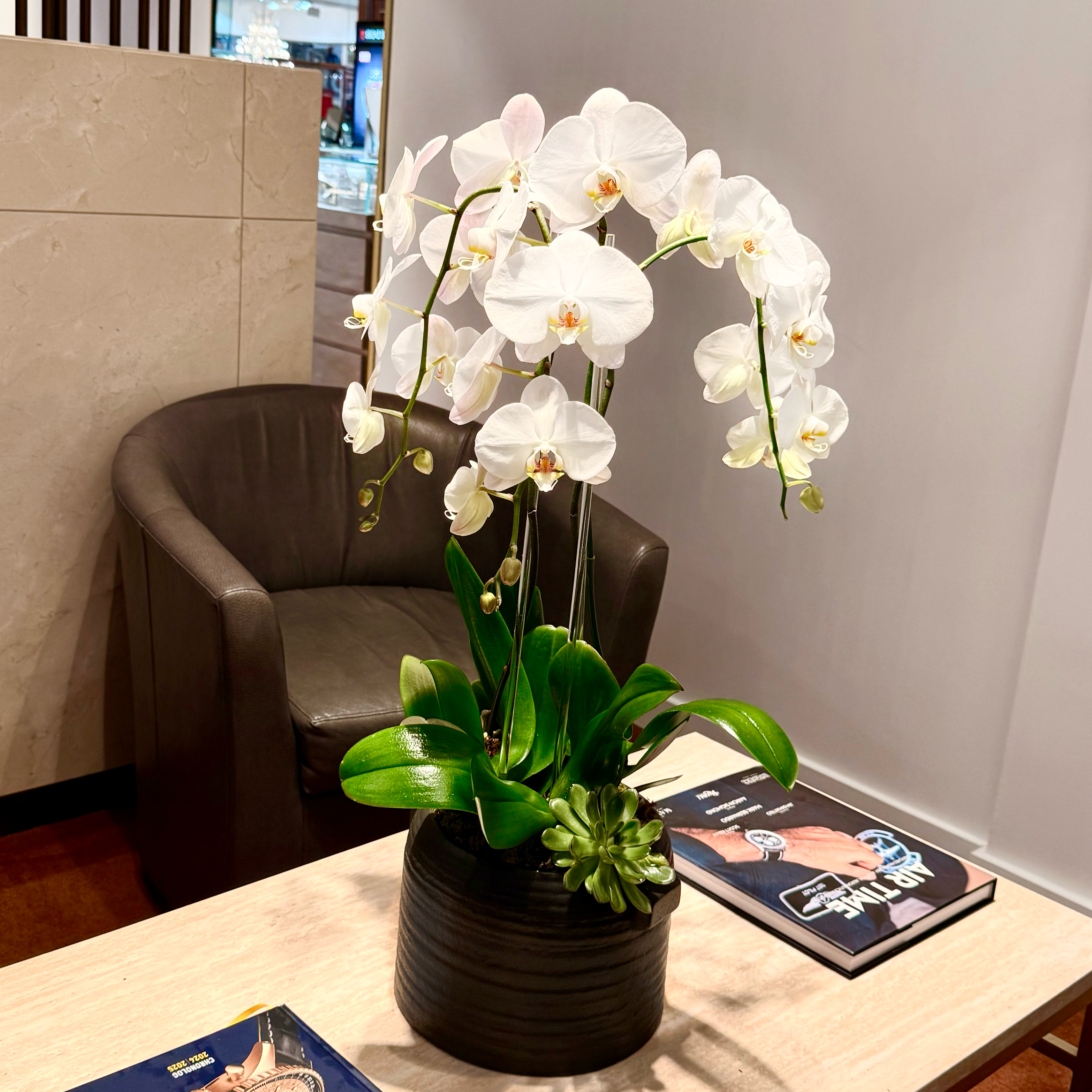 Triple Phalaenopsis Swan Orchid
