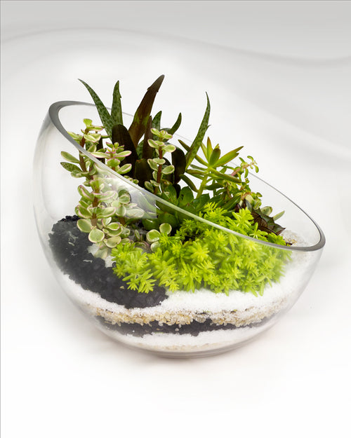 Mini Succulent Garden | Modern Glass Bowl