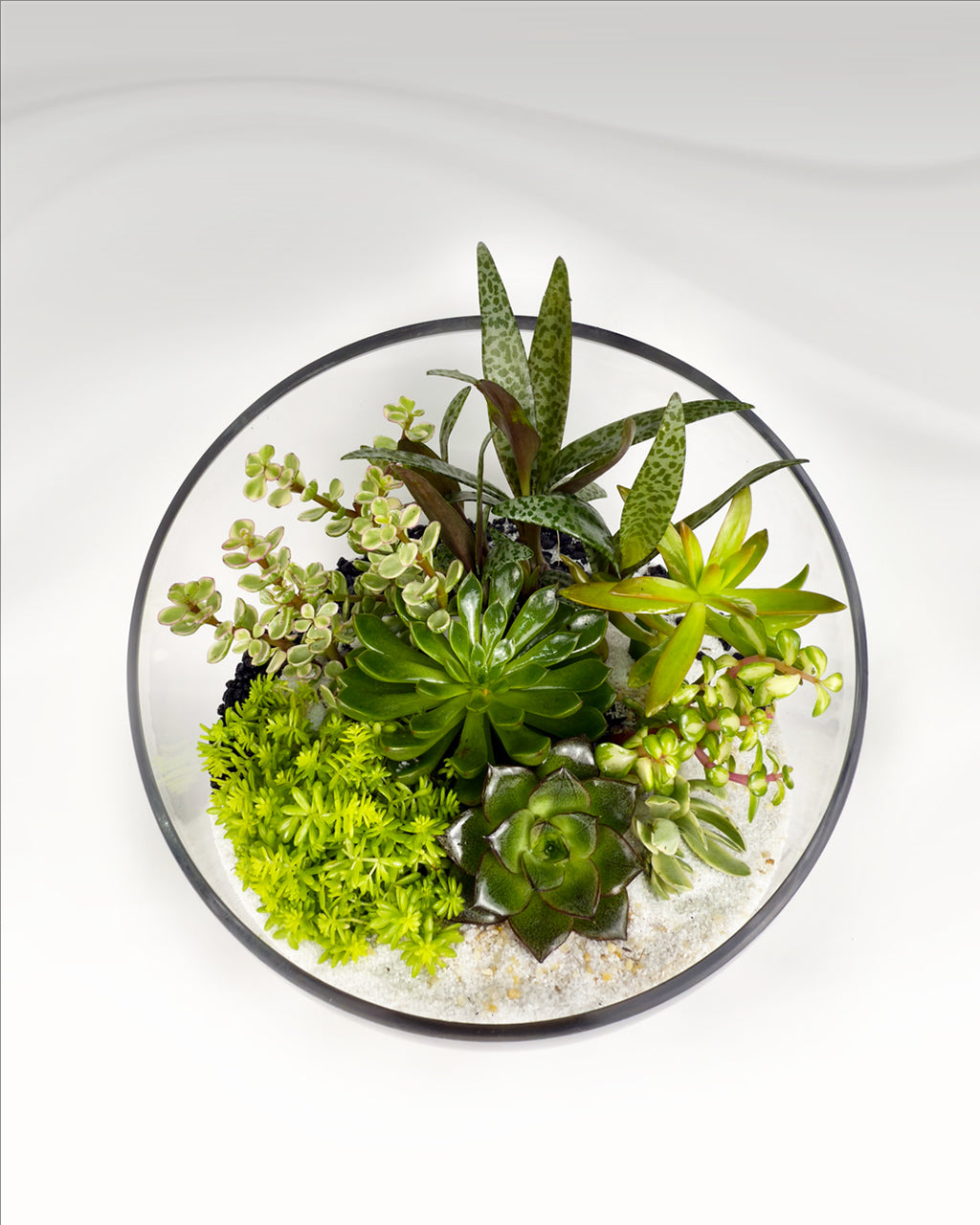 Mini Succulent Garden | Modern Glass Bowl