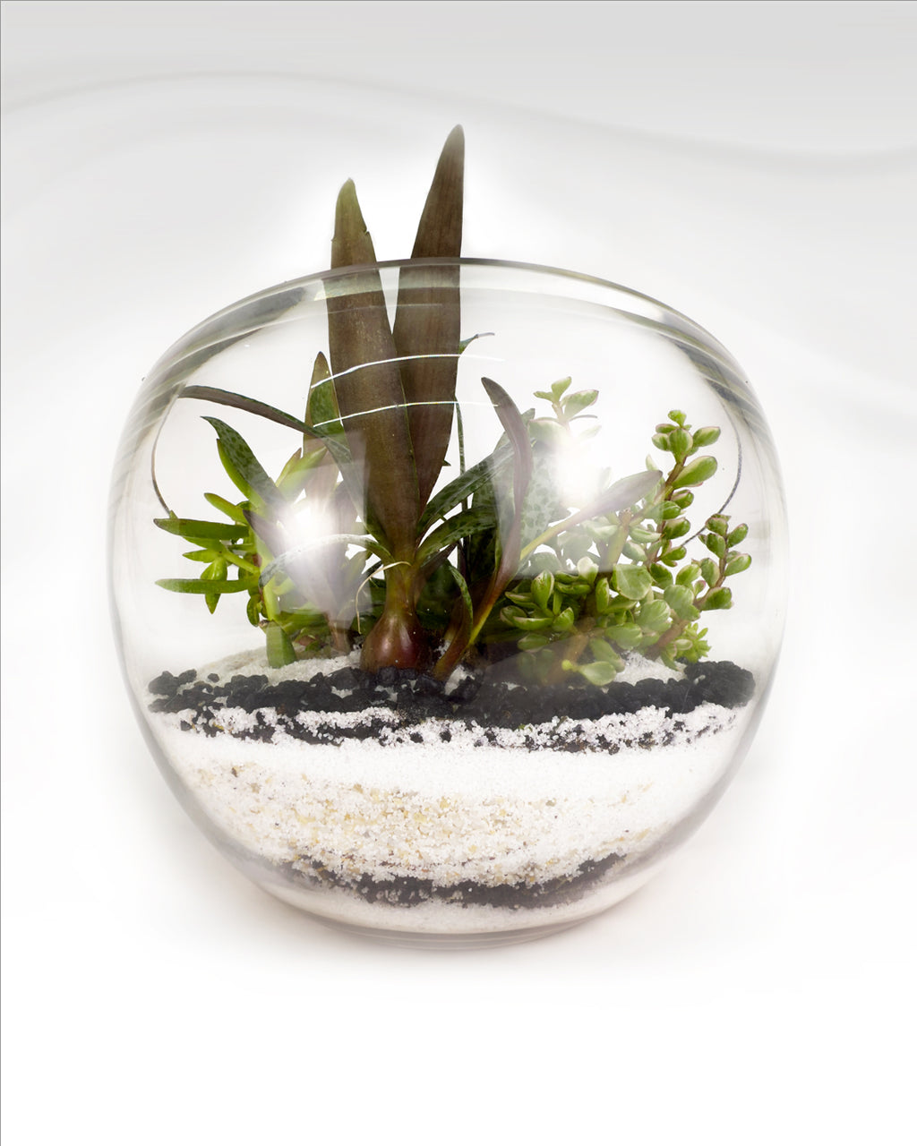 Mini Succulent Garden | Modern Glass Bowl
