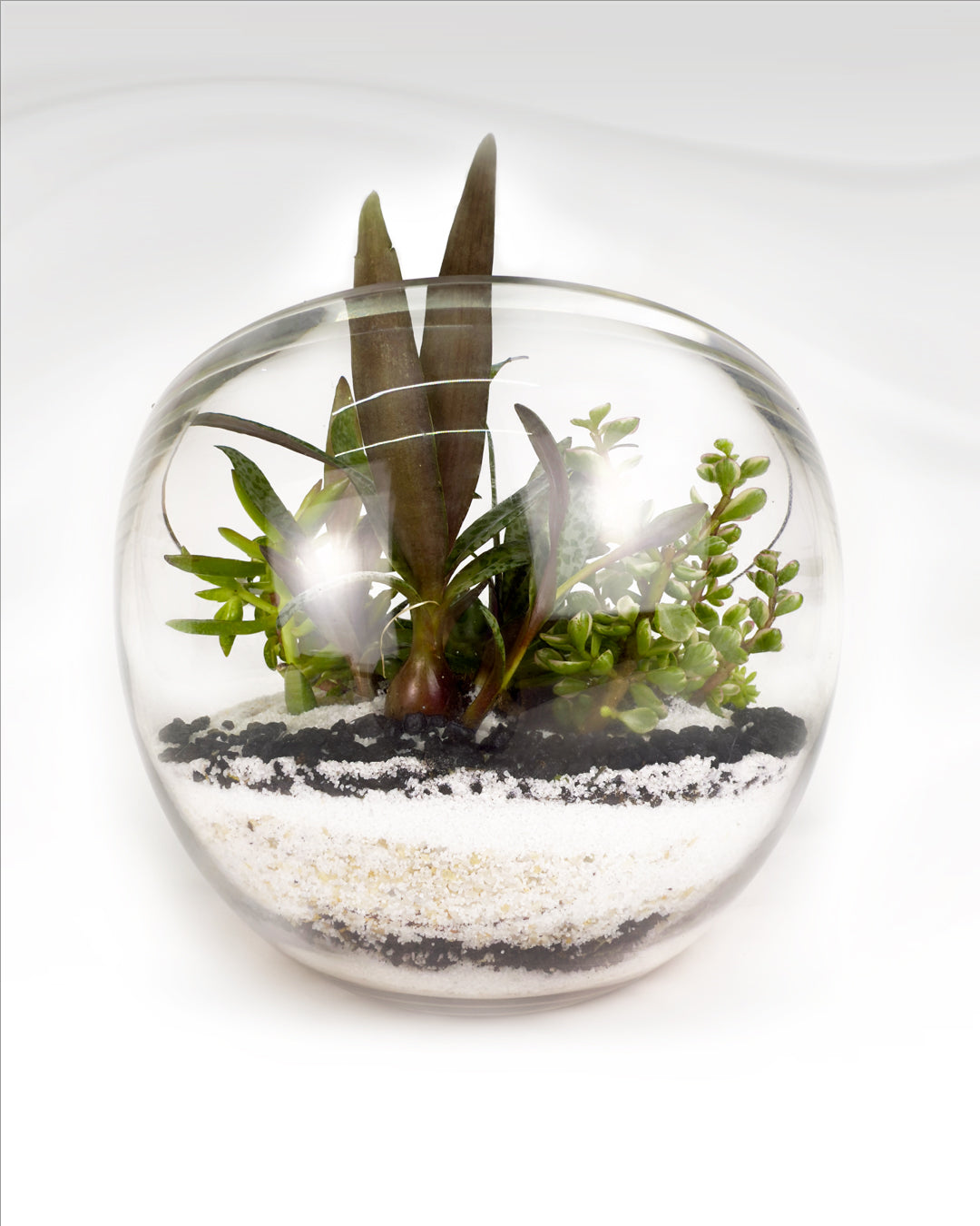 Mini Succulent Garden | Modern Glass Bowl