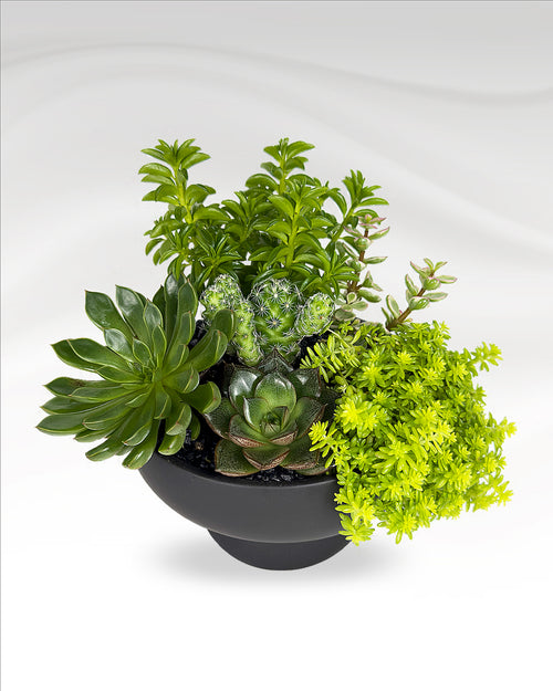 Mini Succulent Garden | Black Ceramic Vase