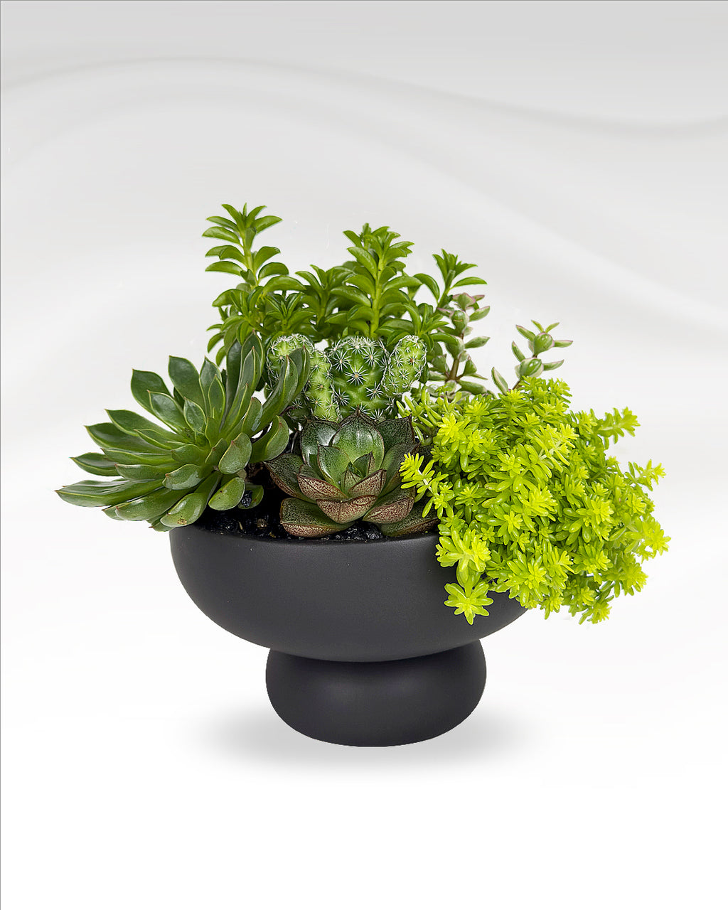 Mini Succulent Garden | Black Ceramic Vase