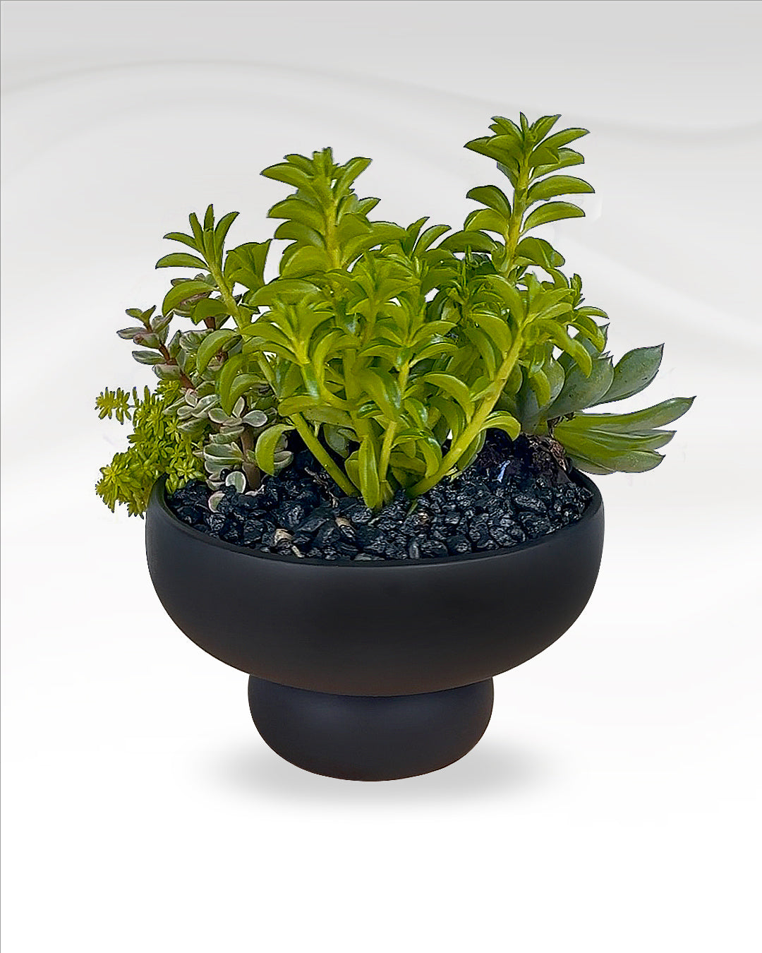Mini Succulent Garden | Black Ceramic Vase