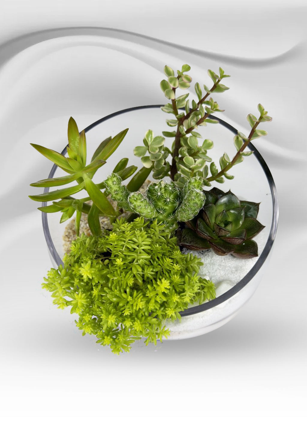 Tilted Glass Succulent Garden
