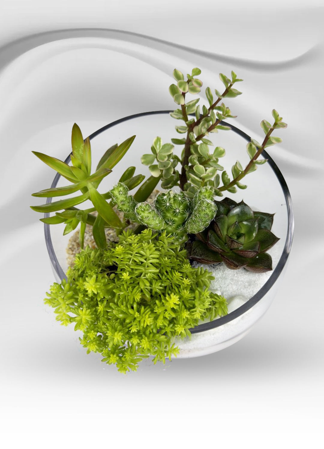 Tilted Glass Succulent Garden