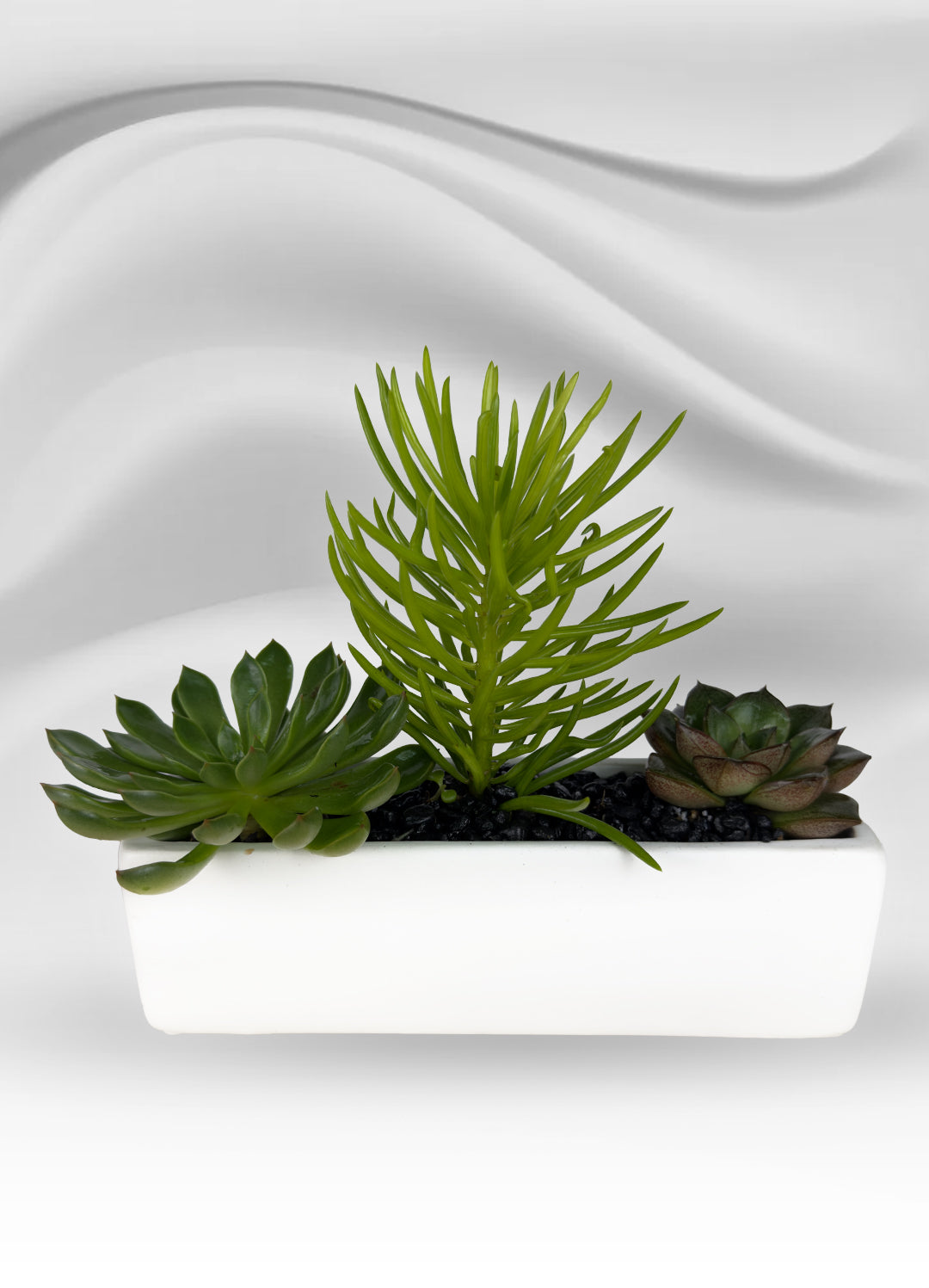 Rectangular Mini Succulent Garden