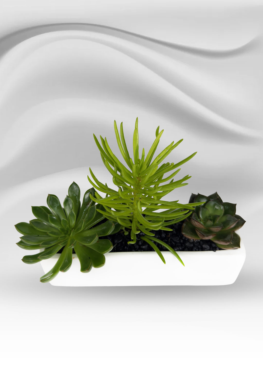 Rectangular Mini Succulent Garden