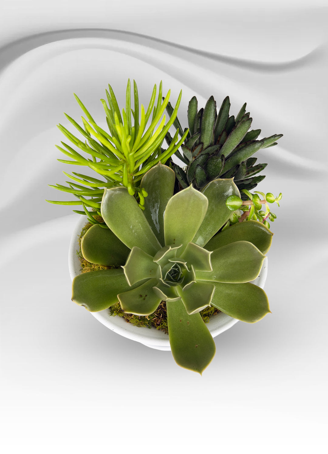 Mini White Metal Succulent Cup