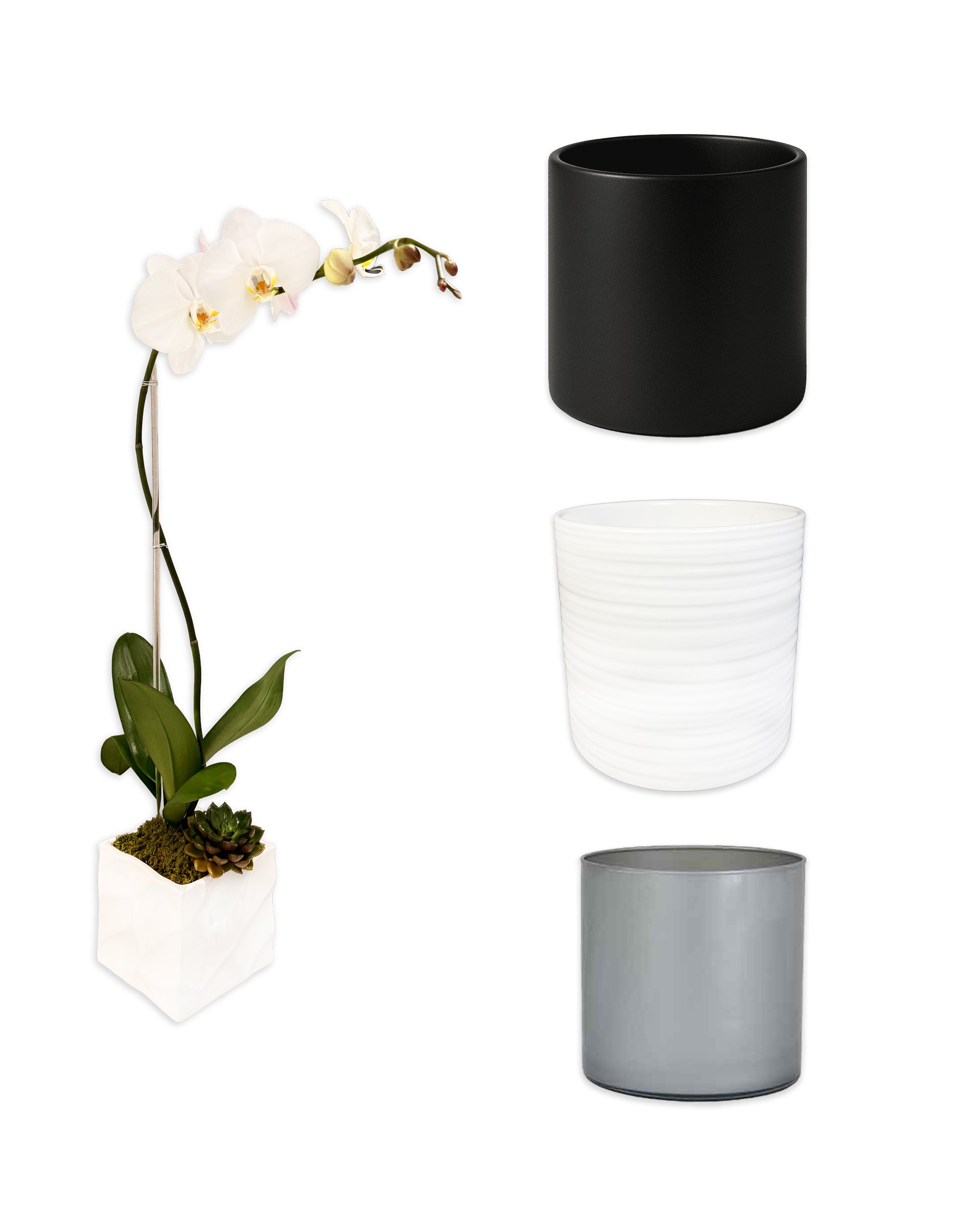 Single Phalaenopsis Orchid in Ceramic Vase