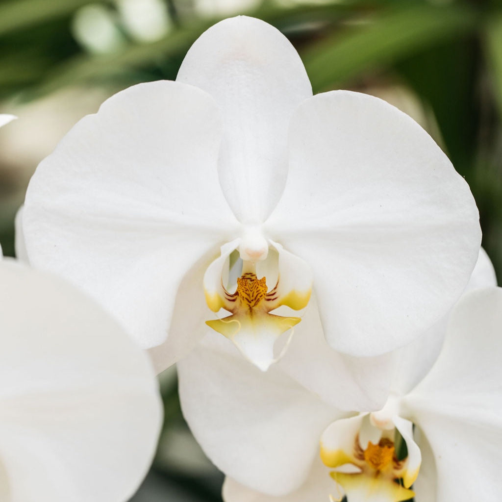 Single Phalaenopsis Orchid in Ceramic Vase