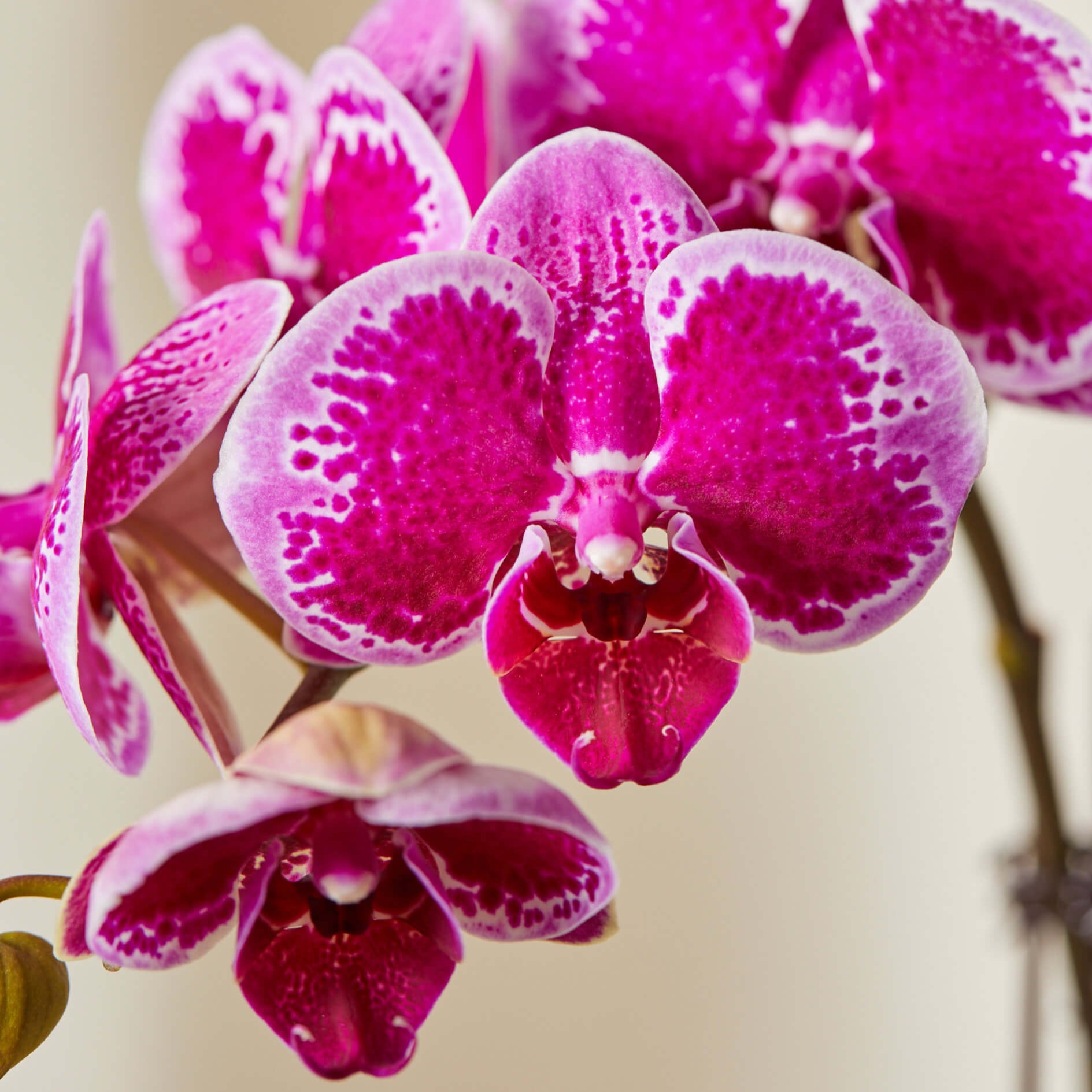 Phalaenopsis and Mini Orchid Floral Bonsai