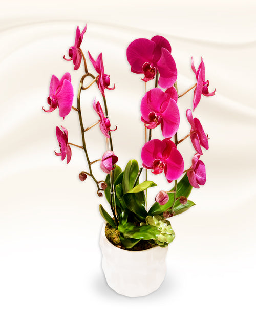 Double Phalaenopsis Orchid Purple Swan