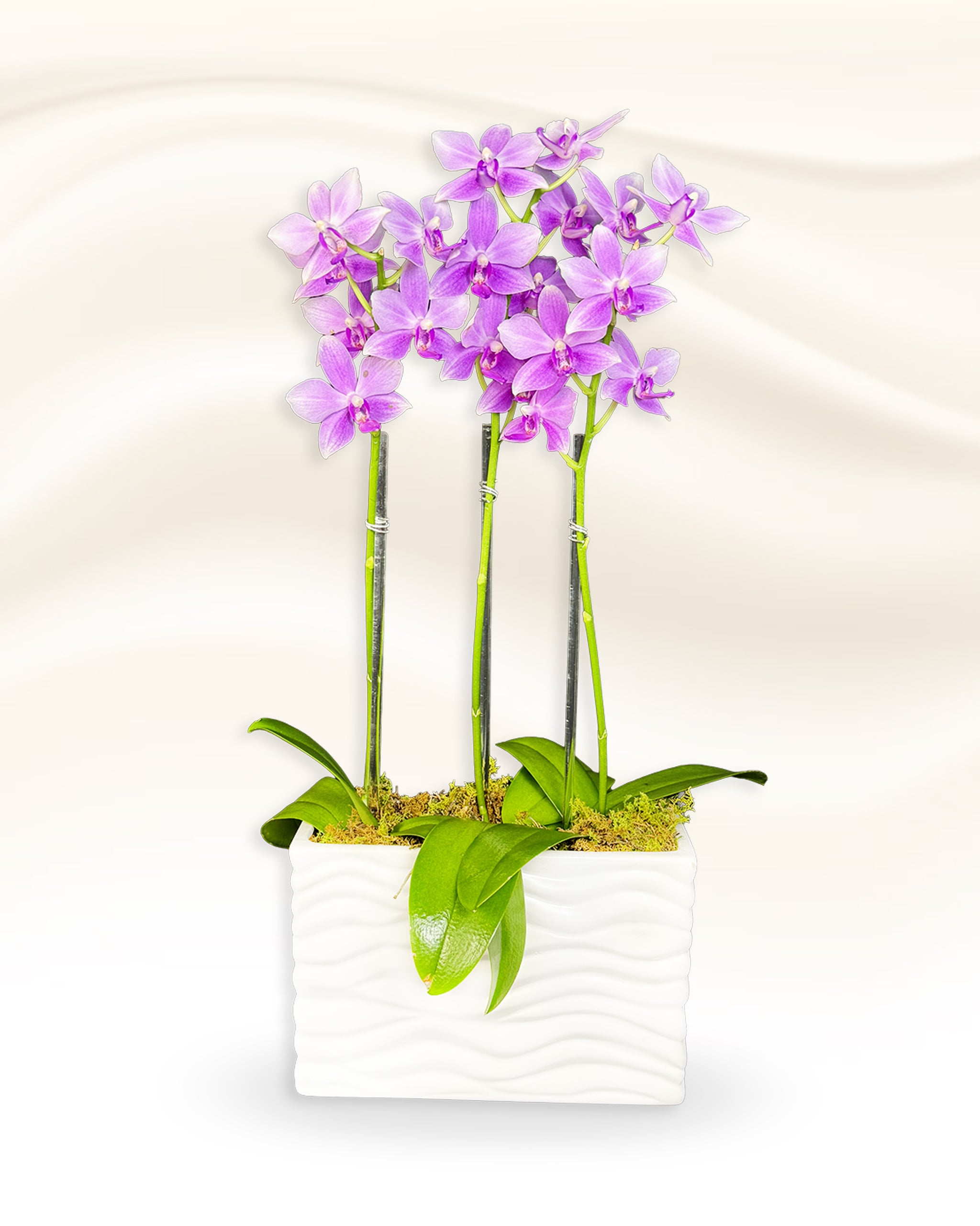 Triple Mini Moth Phalaenopsis Orchids