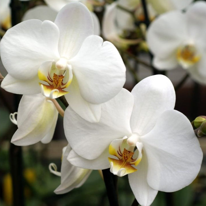 Pair of white Phalaenopsis orchids