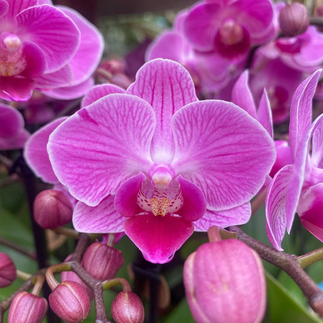 Triple Mini Moth Phalaenopsis Orchids