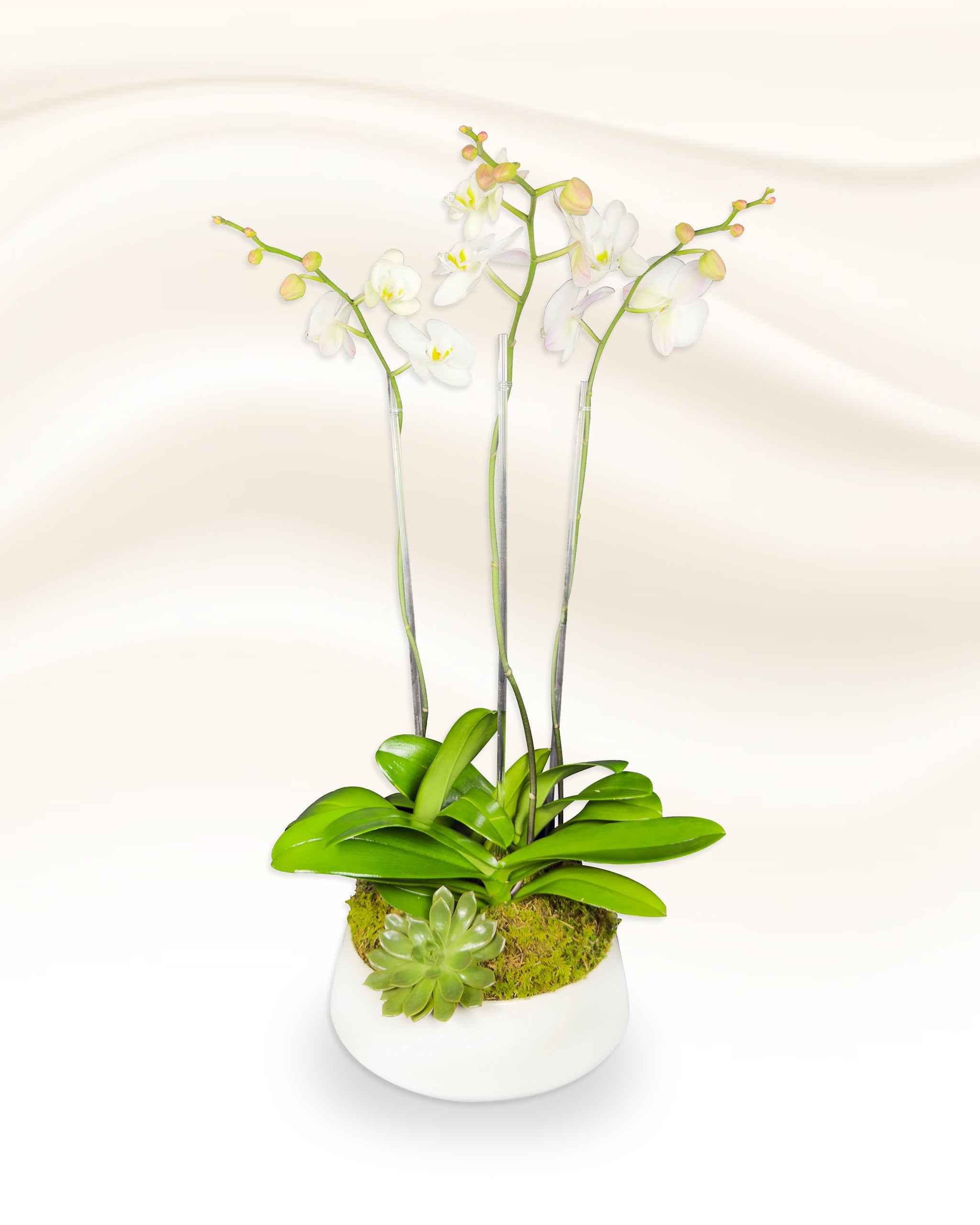 Triple Straight Spike Phalaenopsis Orchid