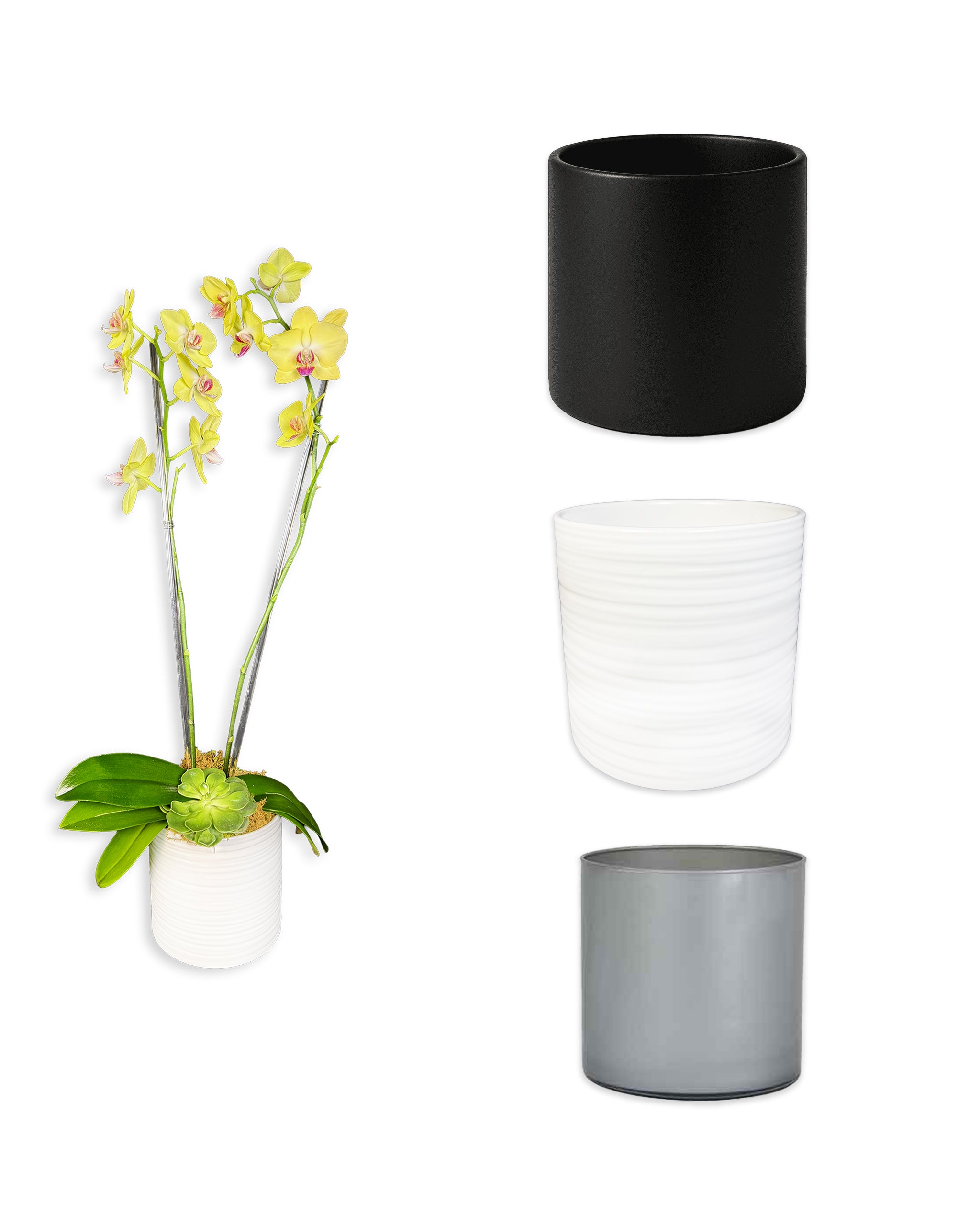 Lemon Drop Orchids